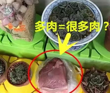 幼兒園老師布置樹(shù)葉收集作業(yè)，萌娃扛來(lái)兩米高‘巨無(wú)霸’樹(shù)葉驚呆全場(chǎng)